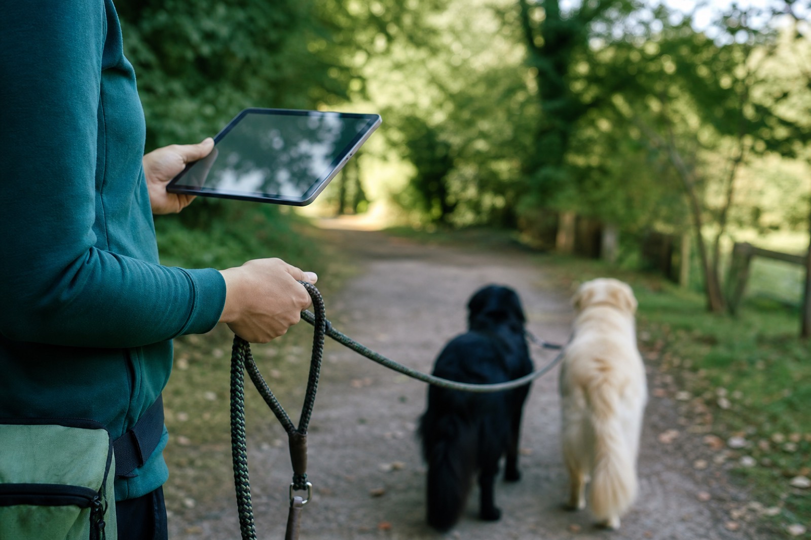 Caregiver walking dogs with tablet